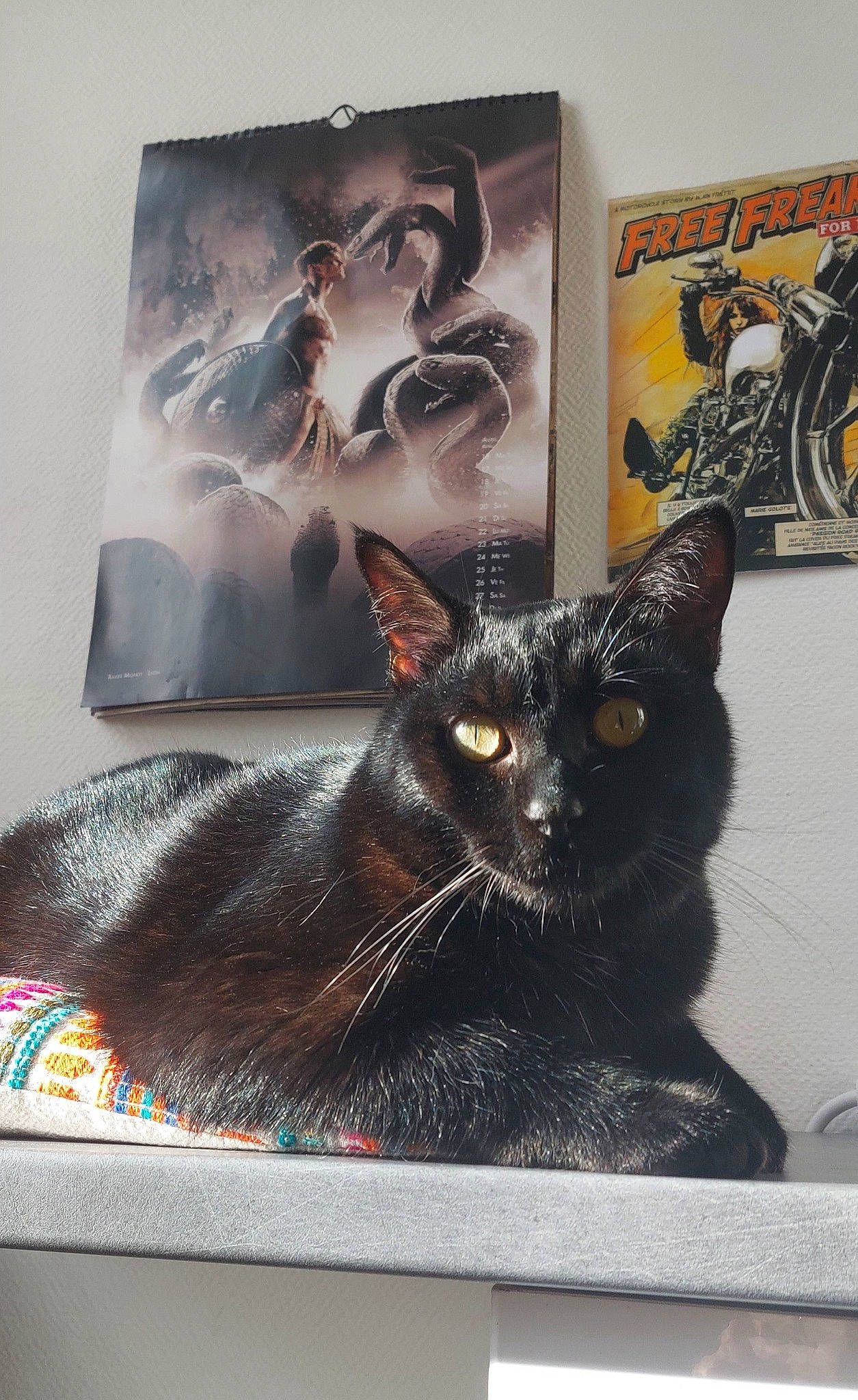 Salem participe au concours pour gagner de l'argent avec cette photo : art, black_cat, bombay, carnivore, cat, comfort, domestic_short_haired_cat, felidae, fur, graphic_design, illustration, linens, publication, rectangle, room, small_to_medium_sized_cats, snout, tail, visual_arts, whiskers