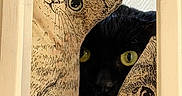 Salem a rejoint le concours — aidez-le/la à gagner de superbes lots ! black_cat, cat, cat_peeking, cat_illustration, decorative_cats, curious_cat, yellow_eyes, peeking, hidden_cat, indoor, wooden_frame, close_up, animal, pet, feline, contrast, mystery, cute, playful, artistic