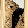 black_cat, cat, cat_peeking, cat_illustration, decorative_cats, curious_cat, yellow_eyes, peeking, hidden_cat, indoor, wooden_frame, close_up, animal, pet, feline, contrast, mystery, cute, playful, artistic
