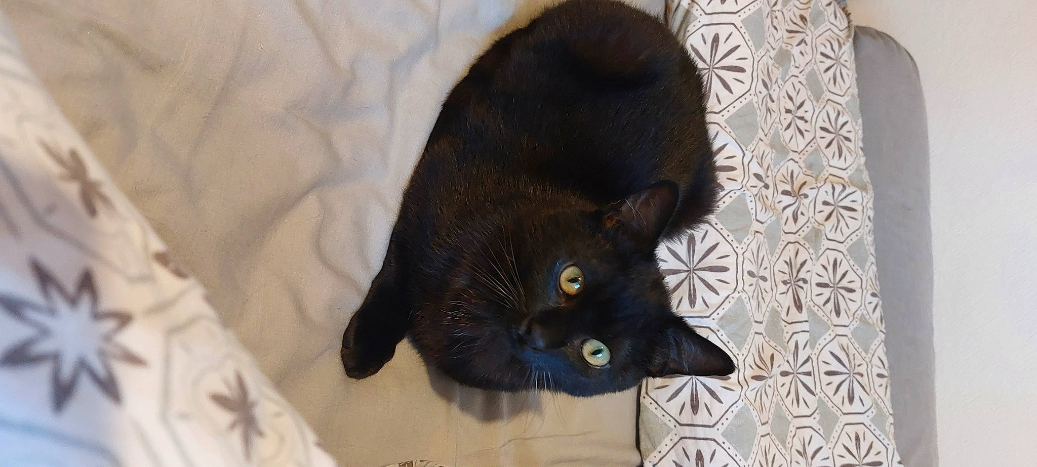 Salem participe au concours pour gagner de l'argent avec cette photo : black_cat, bombay, carnivore, cat, cat_supply, claw, comfort, domestic_short_haired_cat, ear, eye, felidae, fur, plant, small_to_medium_sized_cats, snout, tail, terrestrial_animal, whiskers