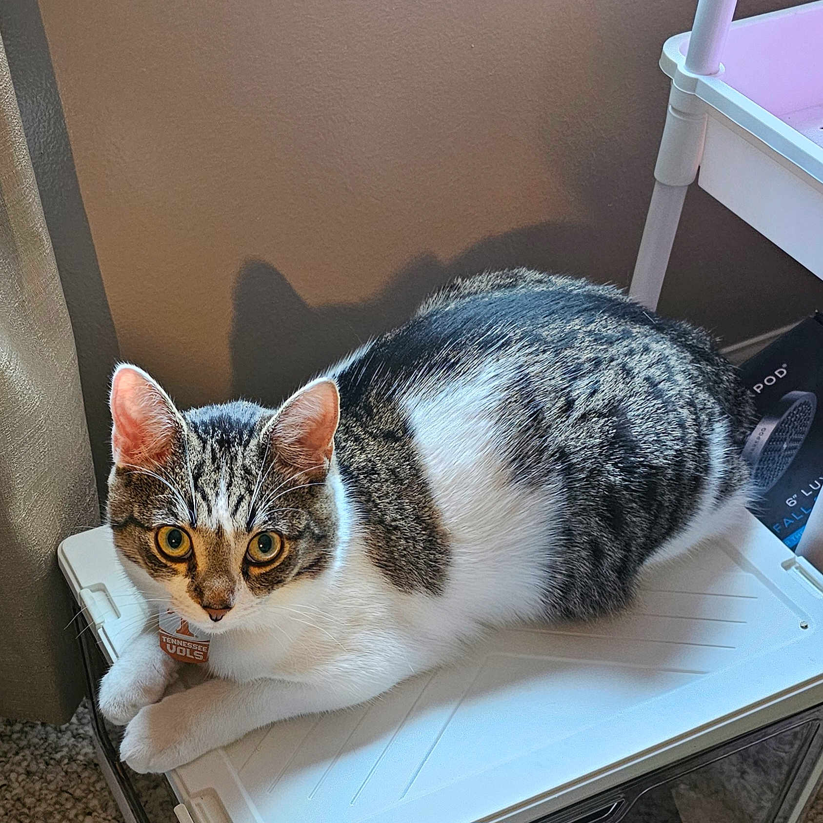 Peanut joined the competition — help win amazing prizes! cat, tabby, white_fur, indoor, pet, animal, curious, wide_eyes, shadow, wall, plastic_surface, feline, domestic, resting, ears, close_up, floor_carpet, collar, household, cute