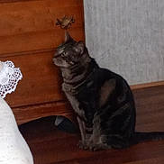 Harley joined the competition — help win amazing prizes! cat, tabby_cat, wooden_floor, dresser, furniture, indoor, pet, animal, floor, brown, striped, sitting, side_view, curious, domestic_cat, home, cozy, quiet, feline, resting