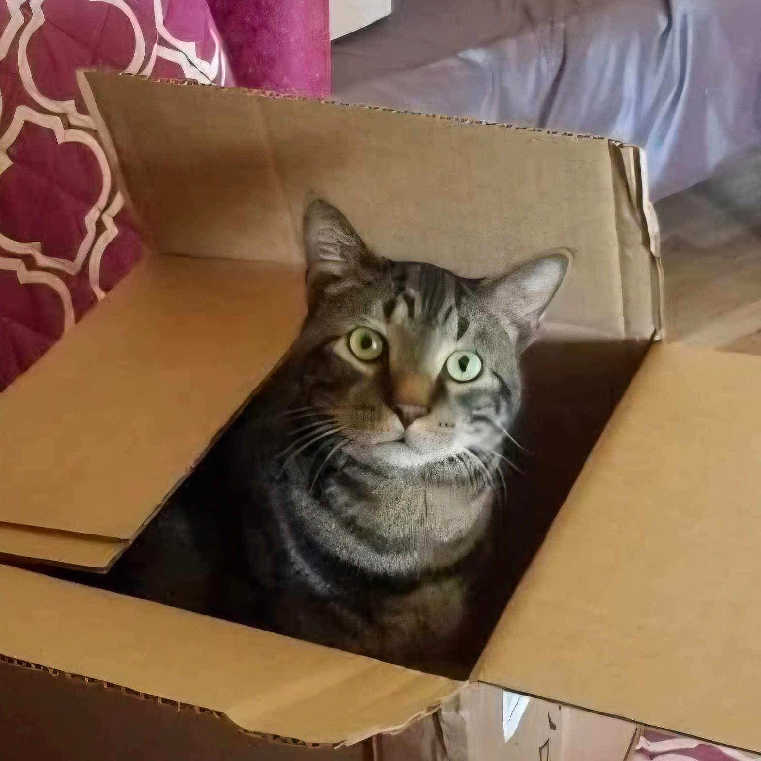 Harley joined the competition — help win amazing prizes! cat, tabby_cat, cardboard_box, green_eyes, indoor, curious, pet, feline, animal, patterned_fabric, pink_color, couch, cozy, whiskers, ears, fur, sitting, looking_up, home, domestic_animal