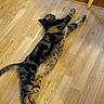 Harley is registered to the contest to win money with this photo: cat, tabby_cat, wooden_floor, flooring, stretching, indoor, furniture_leg, yellow_chair_leg, pet, animal, relaxed, lying_down, tabby, striped_fur, domestic_cat, four_legs, whiskers, tail, claws, home