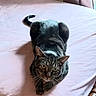 Harley is registered to the contest to win money with this photo: cat, tabby_cat, pet, animal, indoor, bed, furniture, curious, looking_up, whiskers, ears, paws, striped, resting, cozy, soft_lighting, shadow, home, relaxed, cute