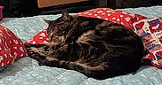 Harley is registered to the contest to win money with this photo: cat, tabby_cat, sleeping, bed, quilt, pillow, heart_pattern, indoor, furniture, box, home, resting, cozy, domestic_animal, animal, pet, blanket, fabric, comfort, relaxation