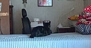Harley is registered to the contest to win money with this photo: artwork, black_cat, blanket, cat, chair, clutter, decor, furniture, headrest, household, indoor, photograph, picture_frame, pile, quilt, room, shelf, soft_furniture, table, wall