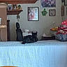 cat, indoor, quilt, shelf, picture_frame, wall, chair, table, decor, furniture, black_cat, pile, blanket, photograph, room, artwork, headrest, soft_furniture, household, clutter