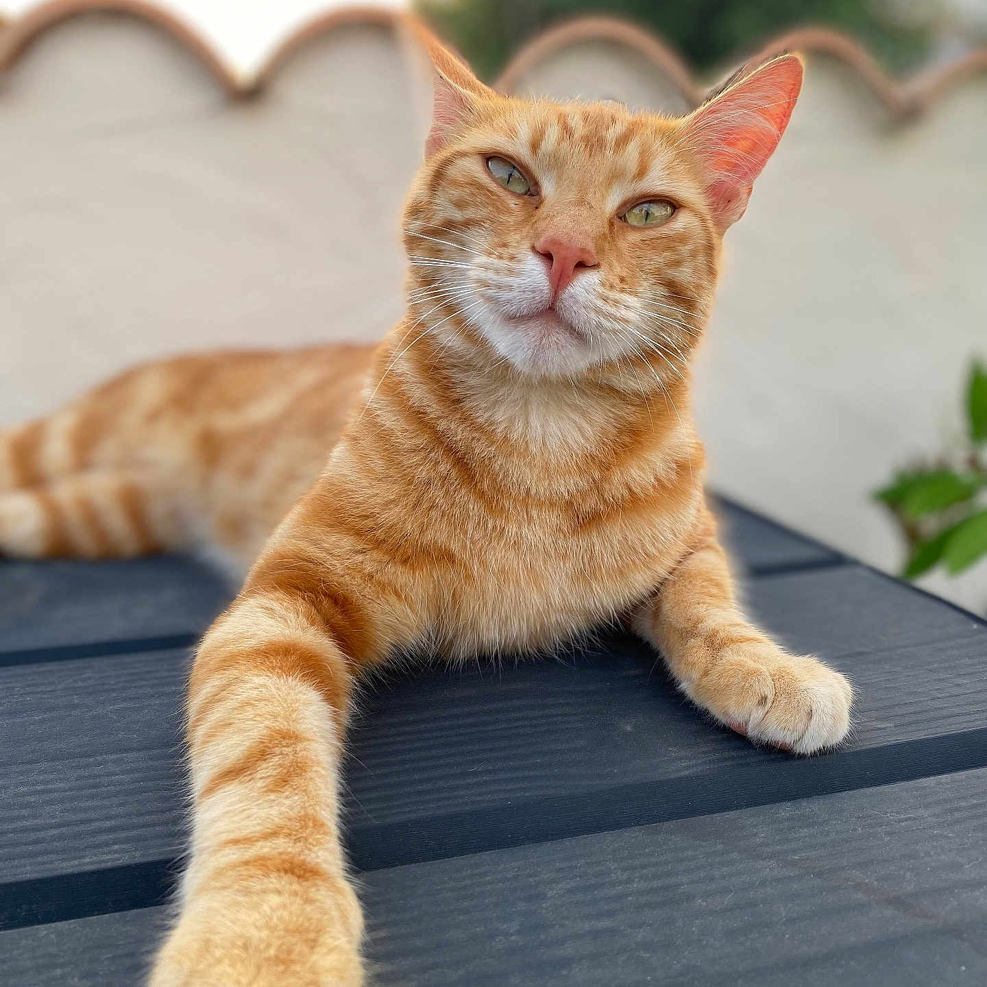 Simba