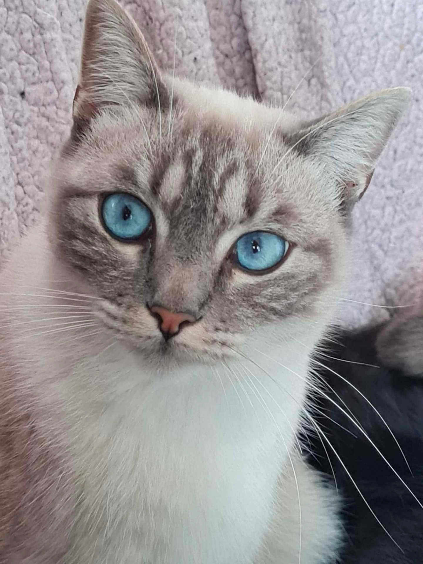 Olaf participe au concours pour gagner de l'argent avec cette photo : cat, blue_eyes, close_up, pet, feline, whiskers, fur, animal, portrait, cute, domestic_cat, indoor, face, ears, nose, looking, soft_texture, background, cozy, mammal