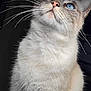 Olaf a rejoint le concours — aidez-le/la à gagner de superbes lots ! cat, blue_eyes, whiskers, fur, close_up, pet, animal, portrait, looking_up, domestic_cat, mammal, cute, fluffy, indoor, face, feline, whisker, soft_light, curious, alert