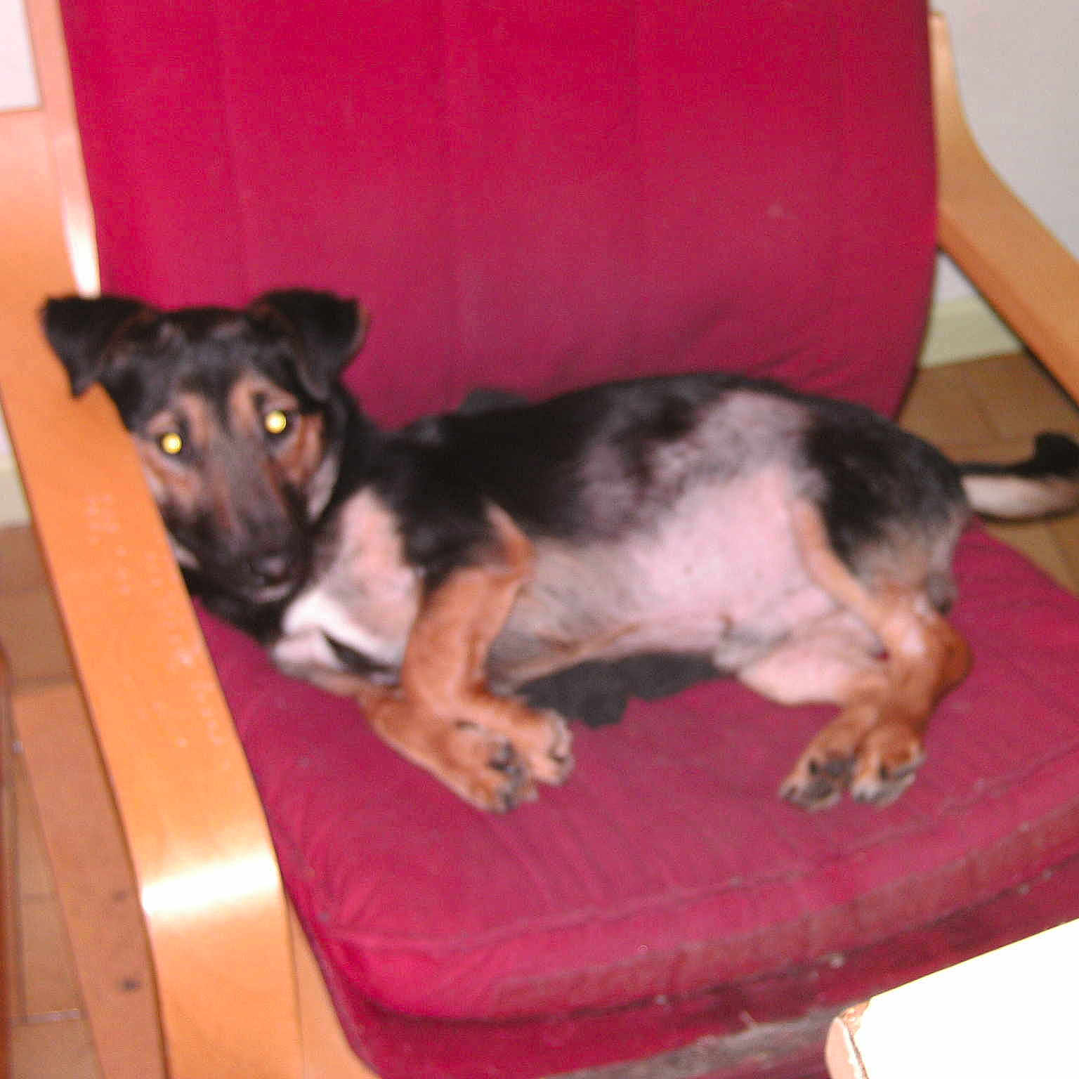 Hasco