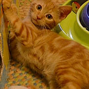 Sahara is registered to the contest to win money with this photo: kitten, orange_tabby, cat, playful, carpet, toy, paw, wide_eyes, curious, indoor, cute, pet, feline, resting, foot, sock, colorful, young, animal, domestic