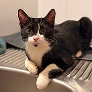 Ayonne participe au concours pour gagner de l'argent avec cette photo : animal, black_and_white, cat, closeup, curious, cute, domestic, feline, fur, indoor, kitchen, kitten, paws, pet, portrait, resting, sink, tabby, whiskers, young