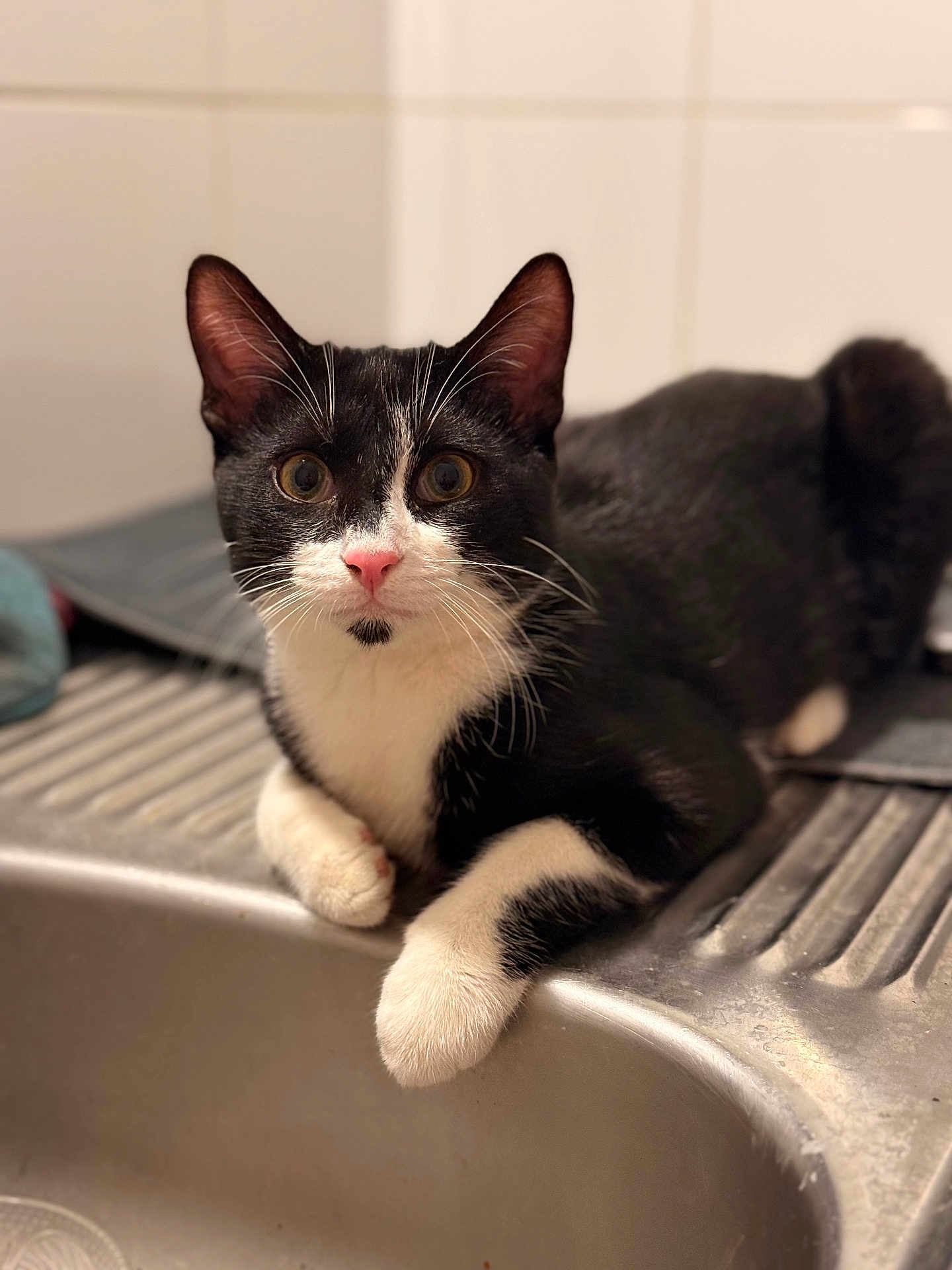 Ayonne participe au concours pour gagner de l'argent avec cette photo : animal, black_and_white, cat, closeup, curious, cute, domestic, feline, fur, indoor, kitchen, kitten, paws, pet, portrait, resting, sink, tabby, whiskers, young
