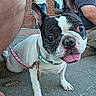 Daisey is registered to the contest to win money with this photo: animal, black_and_white, brick_wall, canine, close_up, collar, cute, dog, ears, french_bulldog, happy, leash, outdoor, paw, people, person, pet, sidewalk, snout, tongue_out