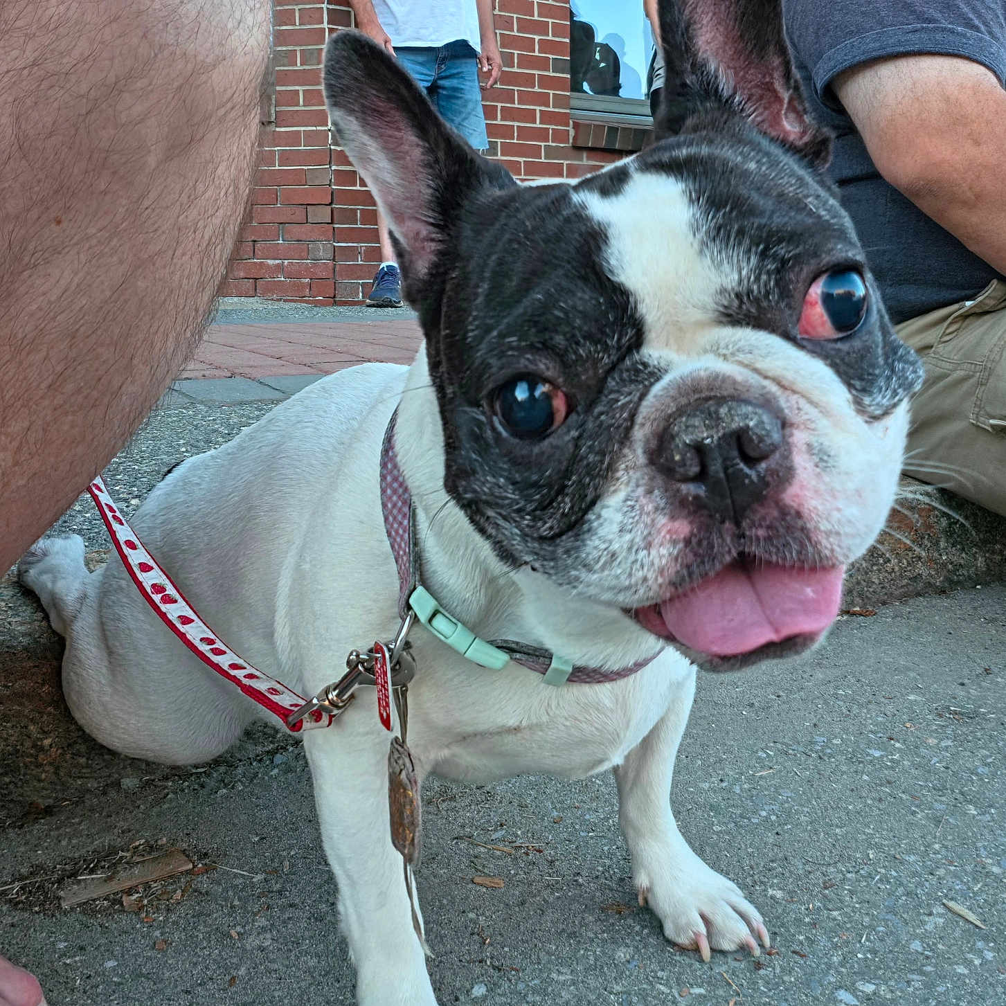Daisey is registered to the contest to win money with this photo: animal, black_and_white, brick_wall, canine, close_up, collar, cute, dog, ears, french_bulldog, happy, leash, outdoor, paw, people, person, pet, sidewalk, snout, tongue_out