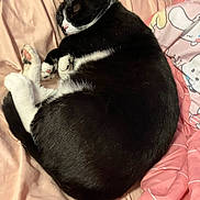 Oliver is registered to the contest to win money with this photo: cat, black_and_white, sleeping, curled_up, bed, blanket, pink, soft, cozy, feline, pets, resting, indoor, comfort, cute, animal, fur, whiskers, paw, relaxed