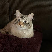 Chunk joined the competition — help win amazing prizes! cat, fluffy, blue_eyes, blanket, couch, indoor, pet, feline, relaxed, cozy, fur, striped, comfortable, resting, closeup, animal, domestic, whiskers, cute, soft