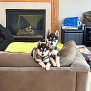 Stormy And Judge joined the competition — help win amazing prizes! animal, blankets, canine, companion, cozy, cute, dog, fireplace, fur, furniture, home, husky, indoor, living_room, mammal, pet, pets, puppies, resting, sofa