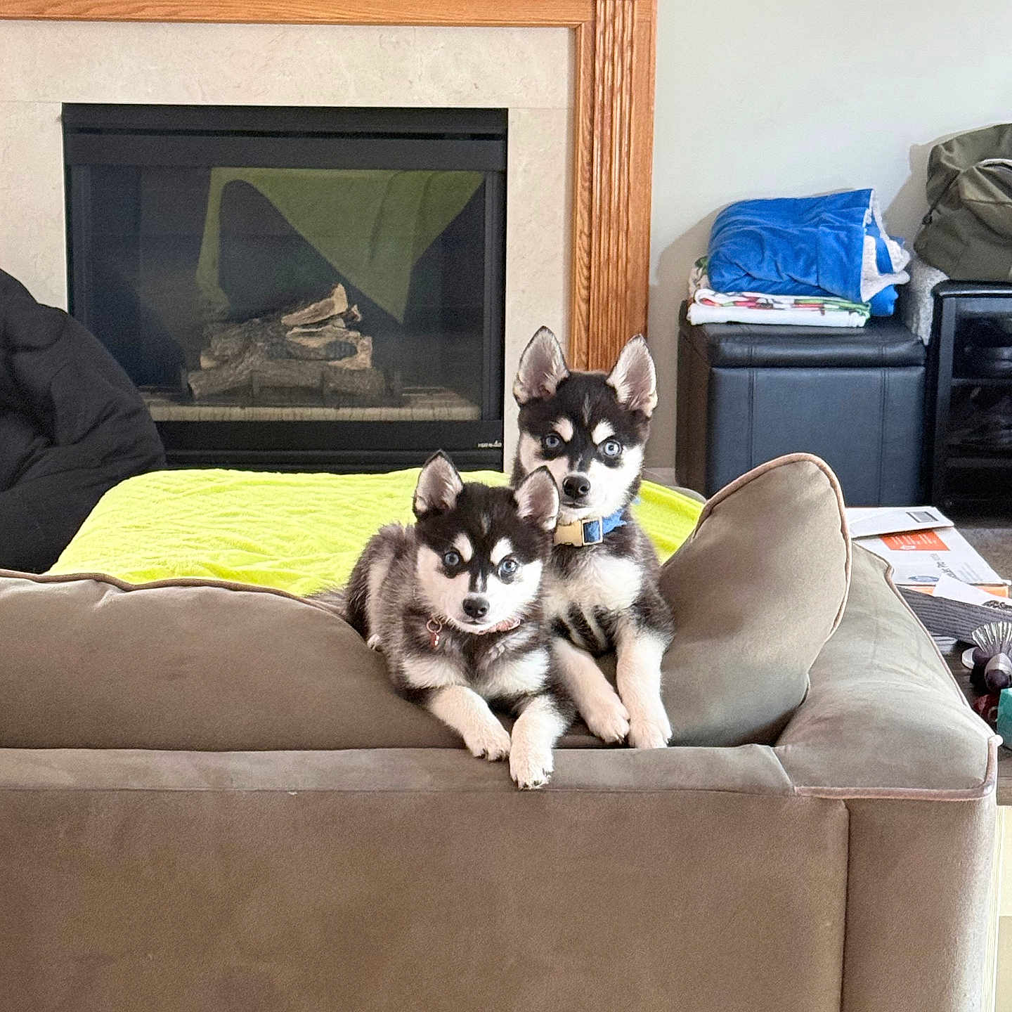 Stormy And Judge joined the competition — help win amazing prizes! animal, blankets, canine, companion, cozy, cute, dog, fireplace, fur, furniture, home, husky, indoor, living_room, mammal, pet, pets, puppies, resting, sofa