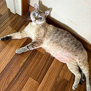 Opal joined the competition — help win amazing prizes! cat, blue_eyes, lying_down, wooden_floor, indoor, pet, fur, shadow, whiskers, relaxed, domestic_animal, looking_up, ears, flooring, striped, tabby, curious, animal, mammal, home
