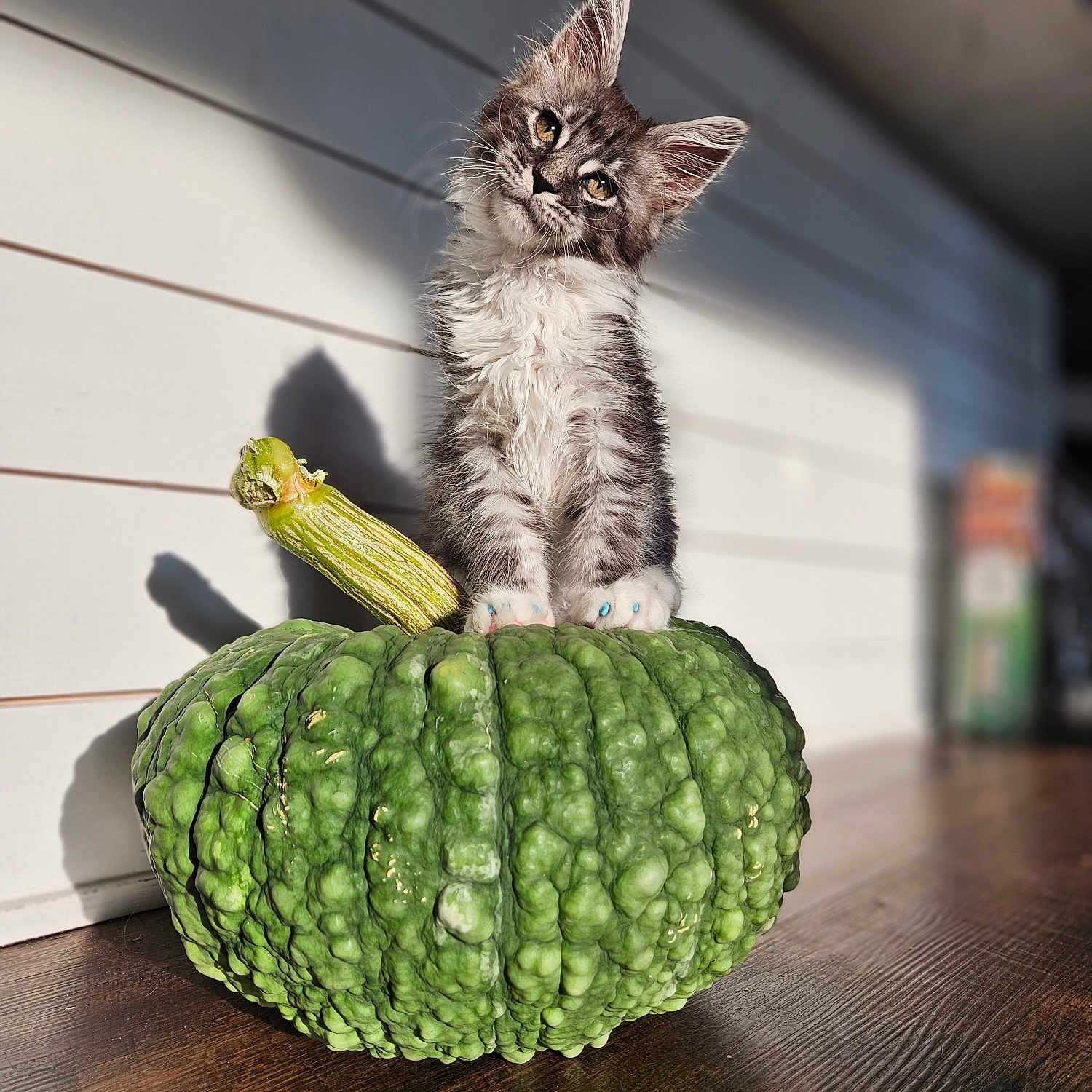 Inari joined the competition — help win amazing prizes! animal, cat, citrusfruit, countryside, cucumber, food, fruit, gourd, hardwood, kitten, manx, pet, plant, pottedplant, produce, pumpkin, squash, vegetable, wood, zucchini