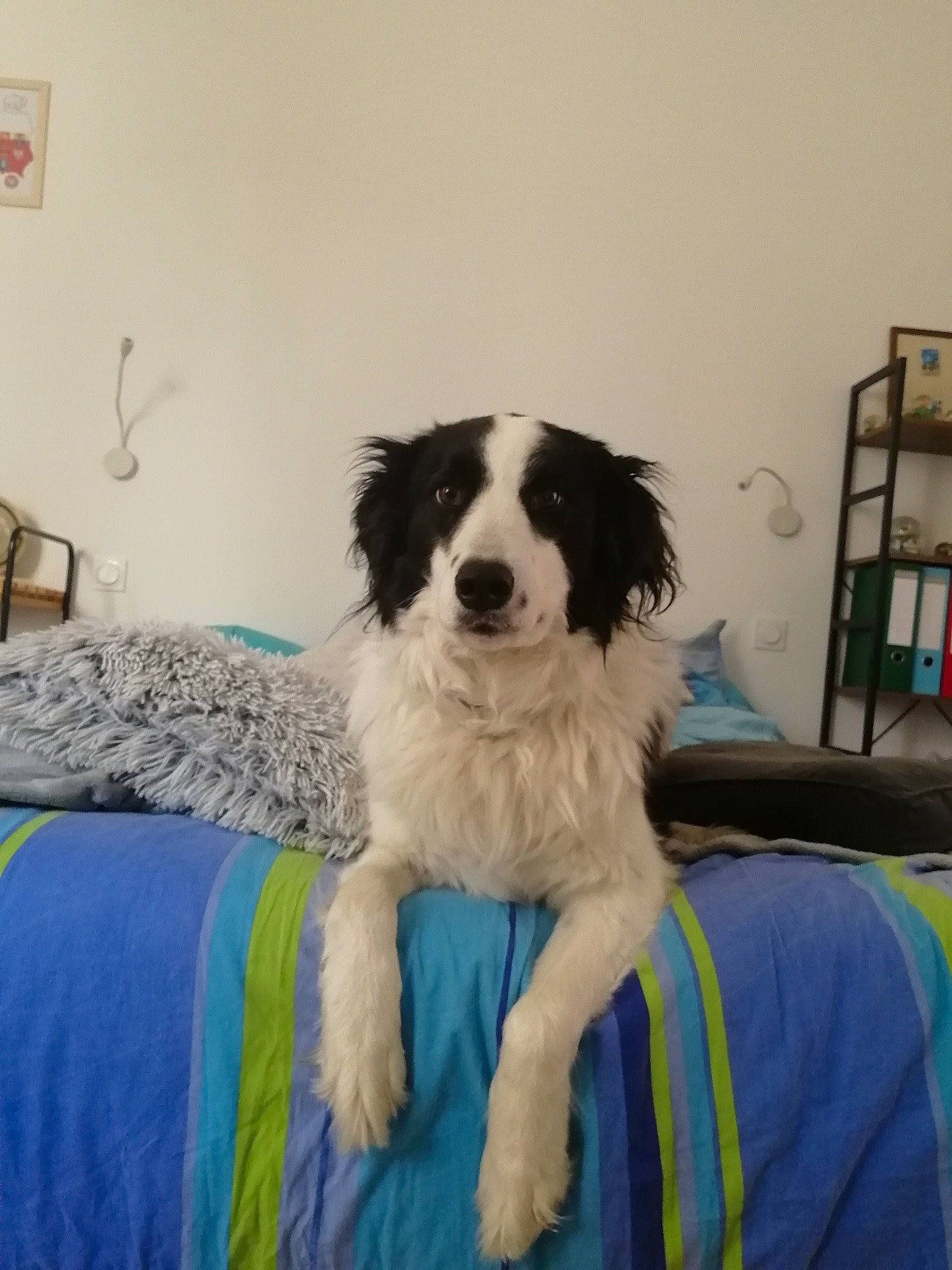 Maé participe au concours pour gagner de l'argent avec cette photo : border_collie, canidae, carnivore, companion_dog, dog, dog_breed, landseer, mammal, mucuchies, phalene, puppy, rare_breed_dog, sporting_group, tornjak, vertebrate