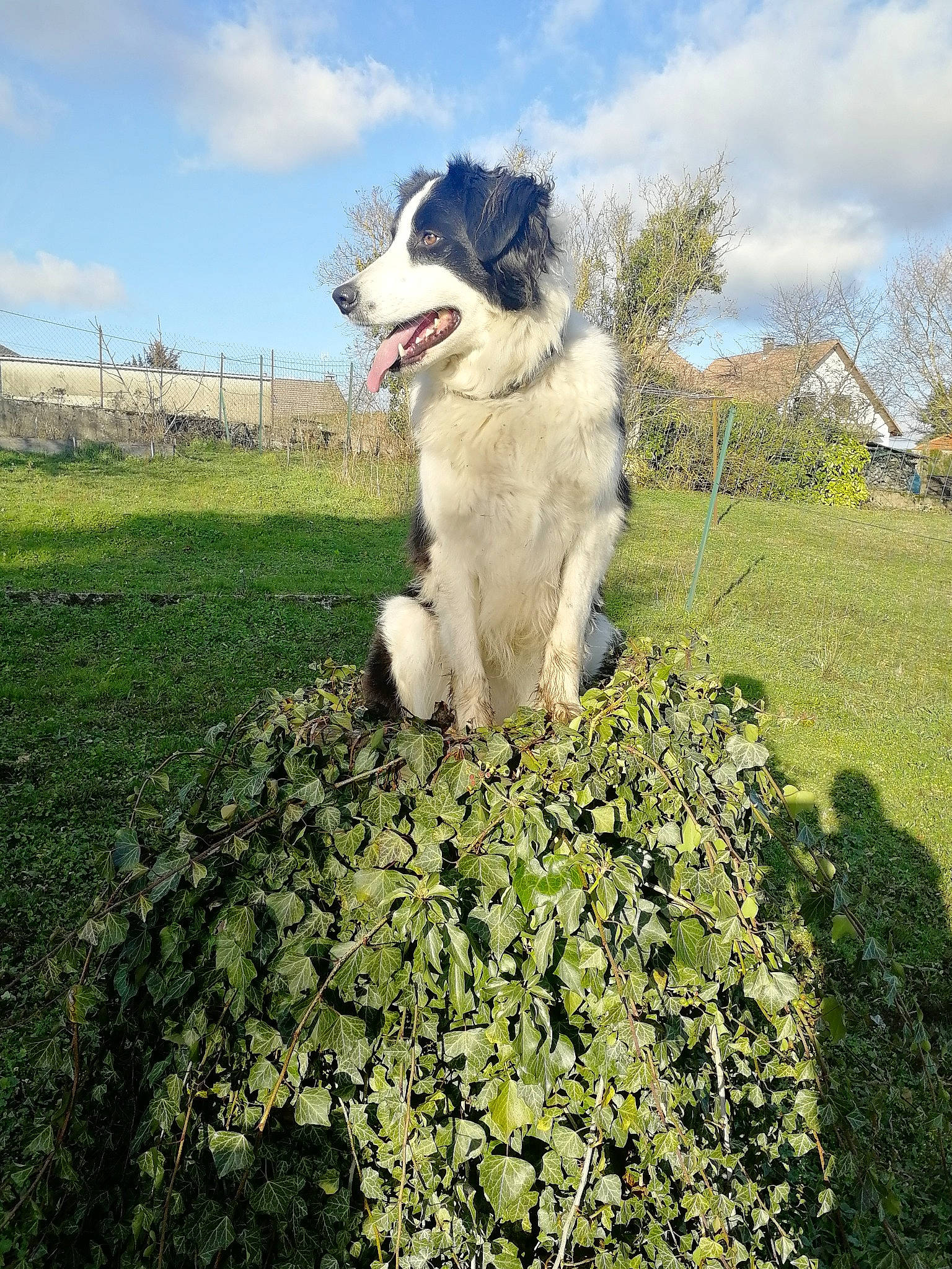 Maé a rejoint le concours — aidez-le/la à gagner de superbes lots ! border_collie, canidae, carnivore, carpathian_shepherd_dog, companion_dog, dog, dog_breed, herding_dog, livestock_guardian_dog, mammal, plant, sporting_group, tornjak, vertebrate, working_dog