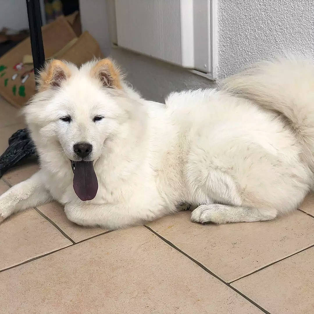 Sushi participe au concours pour gagner de l'argent avec cette photo : canidae, carnivore, comfort, companion_dog, dog, dog_breed, fang, fawn, flooring, fur, giant_dog_breed, jaw, paw, snout, sporting_group, terrestrial_animal, volpino_italiano, whiskers, working_animal, working_dog