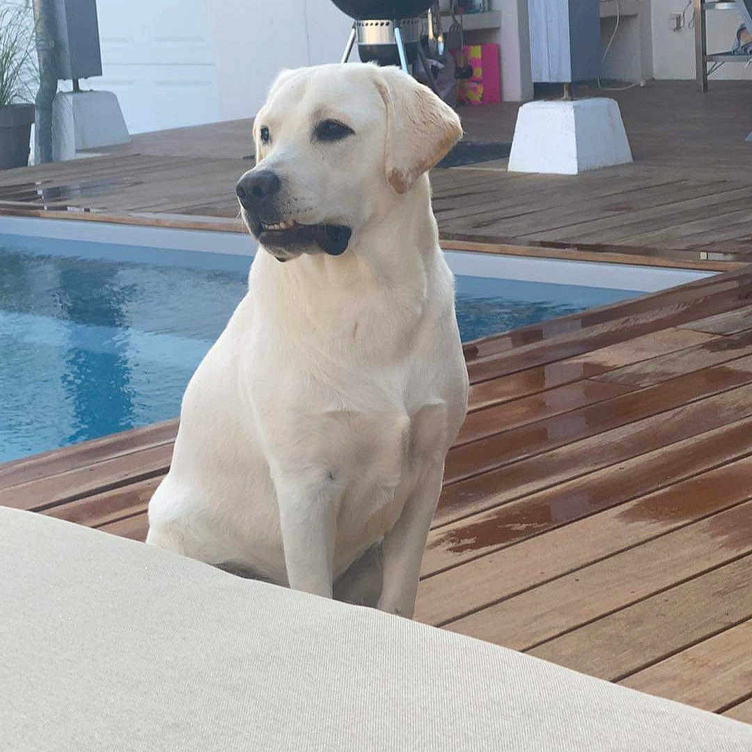 Rio participe au concours pour gagner de l'argent avec cette photo : animal, architecture, building, canine, cushion, dog, furniture, homedecor, house, housing, indoors, interiordesign, labradorretriever, pet, pool, porch, puppy, swimmingpool, water, whitedog