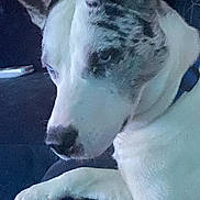 Zooz is registered to the contest to win money with this photo: animal, black_spots, calm, canine, close_up, collar, companion, dog, domestic_animal, ears, fur, indoor, looking_away, lying_down, paw, pet, quiet, resting, snout, white