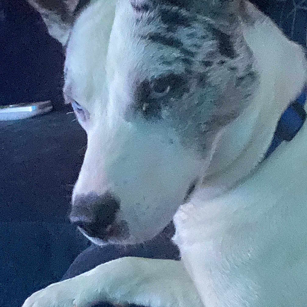 Zooz is registered to the contest to win money with this photo: animal, black_spots, calm, canine, close_up, collar, companion, dog, domestic_animal, ears, fur, indoor, looking_away, lying_down, paw, pet, quiet, resting, snout, white
