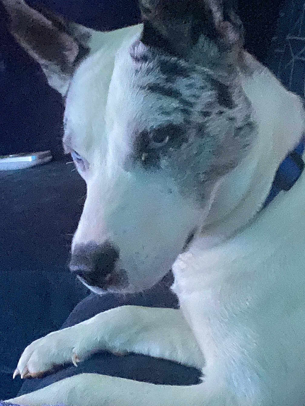 Zooz is registered to the contest to win money with this photo: animal, black_spots, calm, canine, close_up, collar, companion, dog, domestic_animal, ears, fur, indoor, looking_away, lying_down, paw, pet, quiet, resting, snout, white