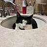 cat, black_and_white, bathroom, sink, faucet, countertop, toothbrush, toiletries, mirror, tiles, indoor, pet, animal, portrait, close_up, sitting, whiskers, pink_nose, green_eyes, funny