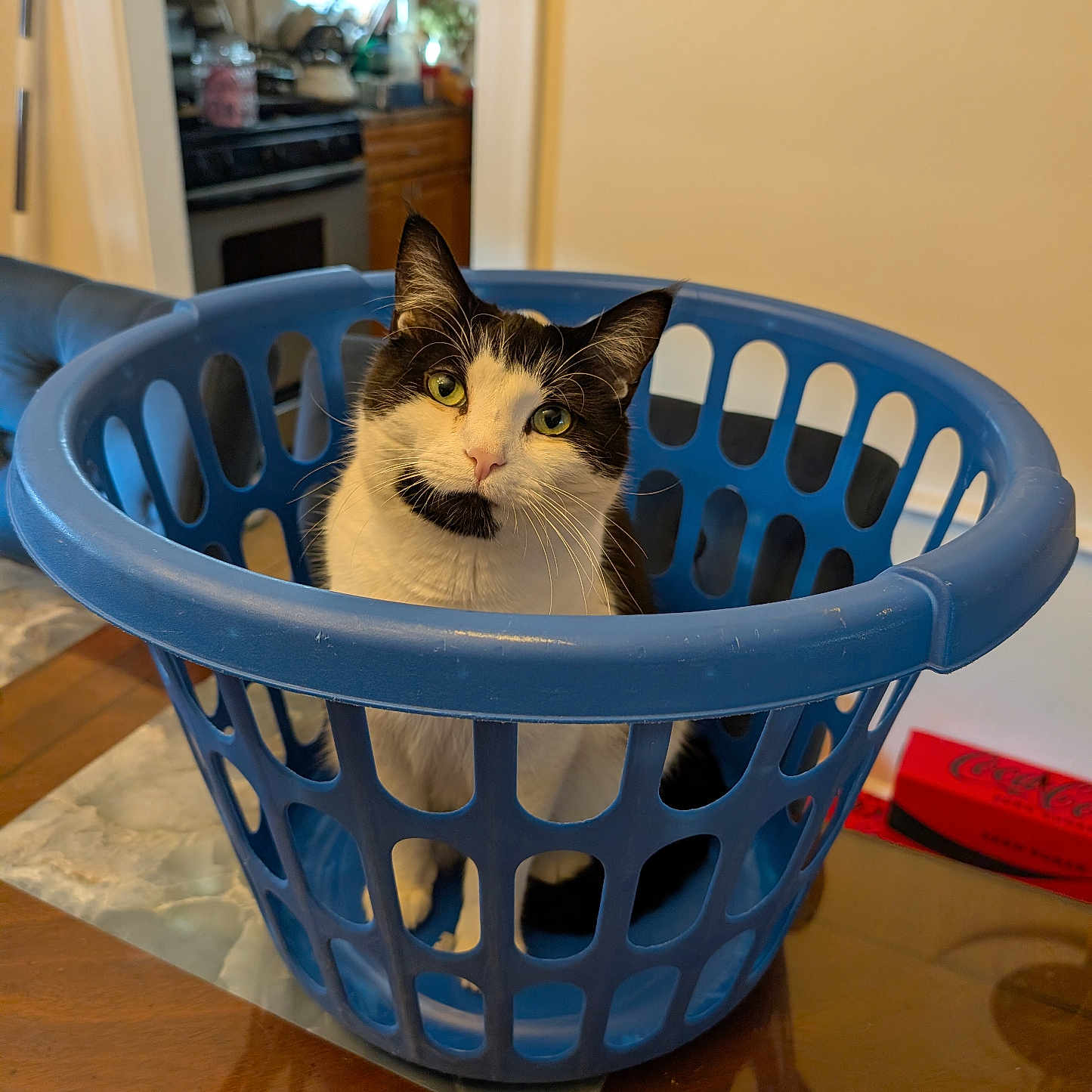 Oliver is registered to the contest to win money with this photo: cat, black_and_white_cat, pet, animal, laundry_basket, blue_basket, indoors, kitchen, table, home, portrait, close_up, whiskers, green_eyes, sitting, looking_at_camera, fur, household, funny, photography
