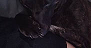 Luna Aurora is registered to the contest to win money with this photo: dog, dark, shadow, resting, arm, tattoo, person, indoor, low_light, pet, black_fur, close_up, comfort, cuddle, human, animal, relaxation, casual, skin, clothing