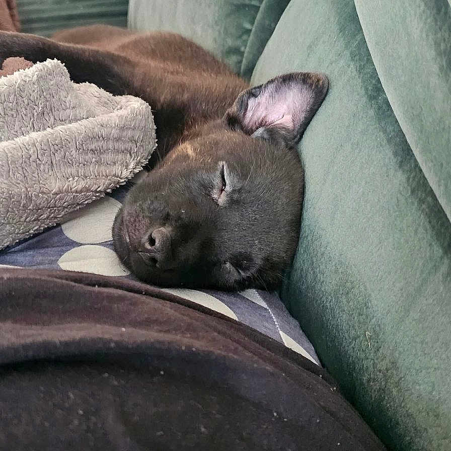 Luna Aurora is registered to the contest to win money with this photo: puppy, dog, sleeping, couch, blanket, indoor, cozy, black_dog, pet, resting, fur, animal, comfort, relaxation, home, nap, canine, soft, closeup, domestic