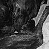Luna Aurora joined the competition — help win amazing prizes! dog, sleeping, blanket, black_and_white, pet, canine, resting, collar, indoors, fur, closeup, cozy, animal, quiet, comfort, portrait, paw, relaxation, domestic_animal, nap
