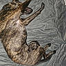dog, brindle, pet, sleeping, stretching, blanket, bed, indoor, cozy, fur, animal, canine, resting, paw, collar, relaxed, comfortable, domestic, mammal, furniture