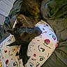 Luna Aurora is registered to the contest to win money with this photo: dog, brindle, resting, lap, person, pajamas, holiday, christmas, bed, blanket, indoors, cozy, relaxed, fur, sleepy, comfort, home, furniture, animal, pet