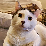 Clover is registered to the contest to win money with this photo: cat, white_cat, black_spots, pet, indoor, bed, pillow, blanket, feline, animal, curious, looking_up, relaxed, cute, whiskers, ears, fur, domestic_cat, mammal, house_pet