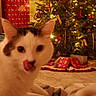 cat, licking, christmas_tree, lights, ornaments, presents, holiday, decorations, indoor, warm_lighting, blurred, white_fur, dark_fur, curious, festive, carpet, cozy, close_up, pet, celebration