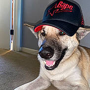 Kona joined the competition — help win amazing prizes! dog, canine, pet, animal, portrait, close_up, wearing_hat, baseball_cap, smiling, happy, teeth, ears, fur, black_and_white, tan_fur, indoors, carpet, doorway, home, funny
