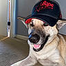 dog, canine, pet, animal, portrait, close_up, wearing_hat, baseball_cap, smiling, happy, teeth, ears, fur, black_and_white, tan_fur, indoors, carpet, doorway, home, funny