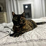 cat, tortoiseshell_cat, pet, feline, animal, bed, bedroom, indoors, close_up, portrait, green_eyes, whiskers, ears, collar, lying_down, relaxed, bedding, blanket, window, soft_lighting