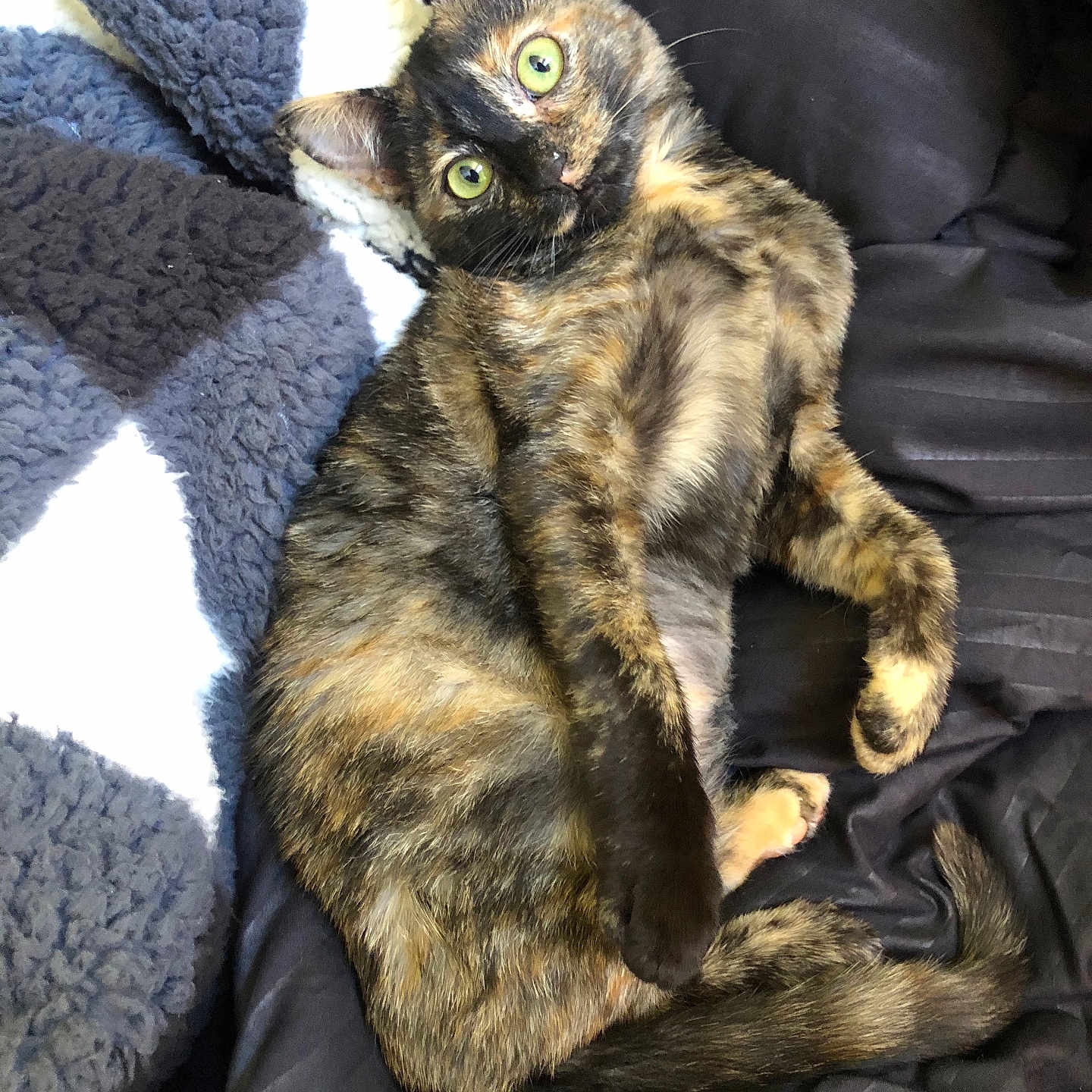 Xena is registered to the contest to win money with this photo: cat, tortoiseshell_cat, feline, pet, animal, green_eyes, wide_eyed, lying_down, relaxed, curled_tail, fur, whiskers, ears, indoor, blanket, couch, dark_background, closeup, cute, portrait