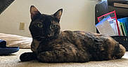 Xena is registered to the contest to win money with this photo: cat, tortoiseshell_cat, pet, animal, feline, portrait, lying_down, indoors, carpet, floor, home, office, desk, shelf, folders, paperwork, window, tired, relaxed, whiskers