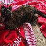Xena is registered to the contest to win money with this photo: cat, tortoiseshell, pet, animal, feline, green_eyes, ears, tail, fur, lying_down, blanket, red, white, striped, holiday, christmas, indoor, carpet, portrait, relaxed