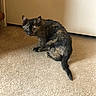 Xena joined the competition — help win amazing prizes! cat, kitten, tortoiseshell, animal, pet, feline, sitting, carpet, indoor, home, doorway, floor, tail, ears, eyes, whiskers, fur, black, brown, portrait